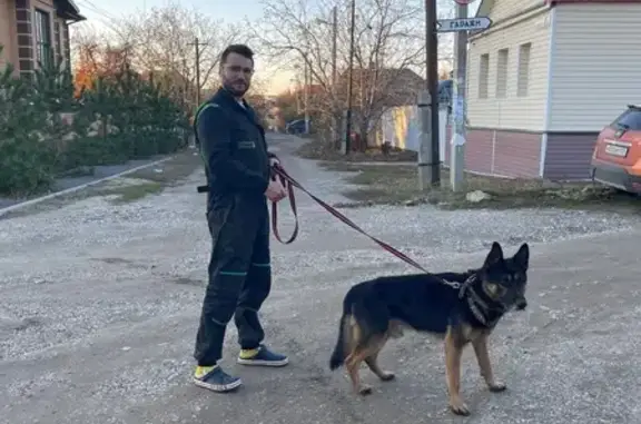 Пропала собака, Волгоград - photo