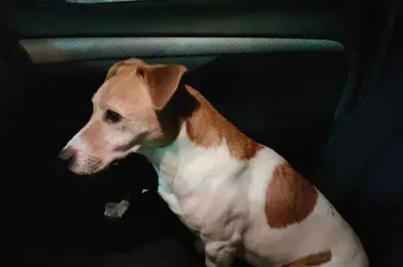 Найдена собака, Санкт-Петербург, фото: Собака найдена: ул. Кржижановского, СПб