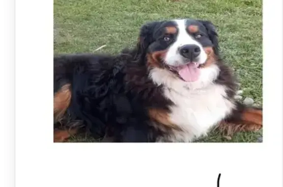 Пропала собака, Крестовоздвиженское - photo