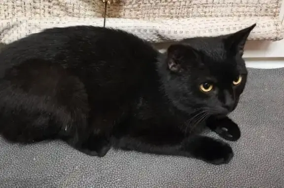 Найдена кошка, Батайск, фото: Черный кот найден на ул. Мира, 197, Батайск