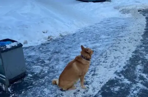 Найдена собака, Москва, фото: Потеряшка у метро Сходненская, Химкинский 