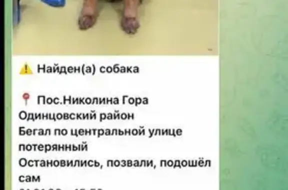 Найдена собака, Николина Гора, фото: Найдена собака, Николина Гора