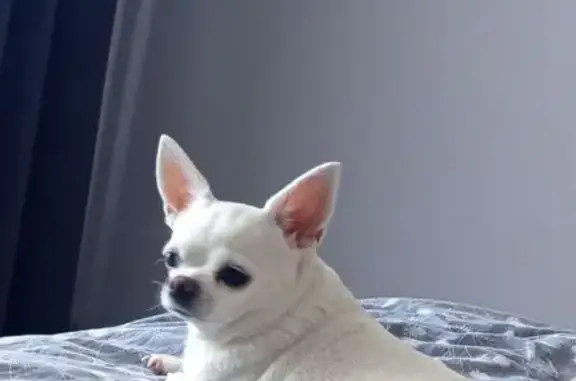 Пропала собака, Липецк - photo