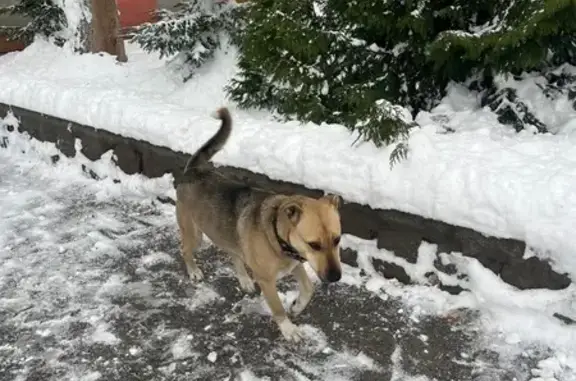Найдена собака, Калининград, фото: Найдена собака, проспект Победы, 189