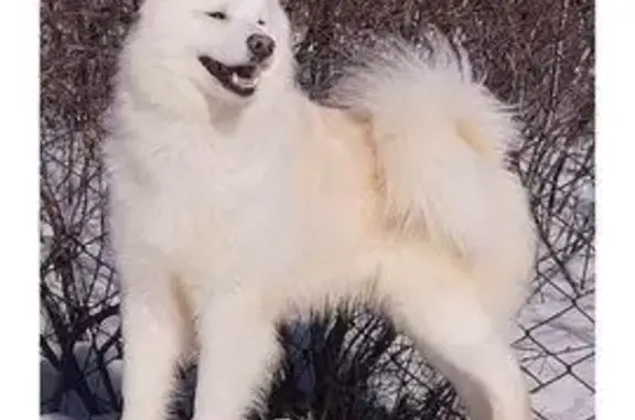 Пропала собака, Краснодар - photo