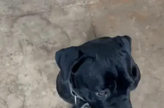 Найдена собака, Кропоткин, фото: Собака найдена: Кропоткин, Краснодарский край