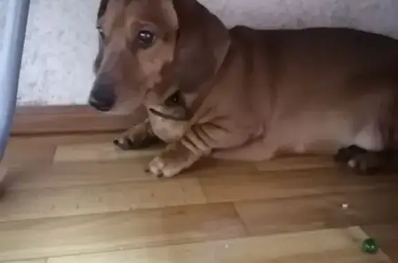 Найдена собака, Череповец, фото: Найдена такса Тома, Череповец