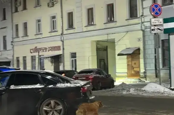 Найдена собака, Самара, фото: Собака найдена: ул. Куйбышева, 100