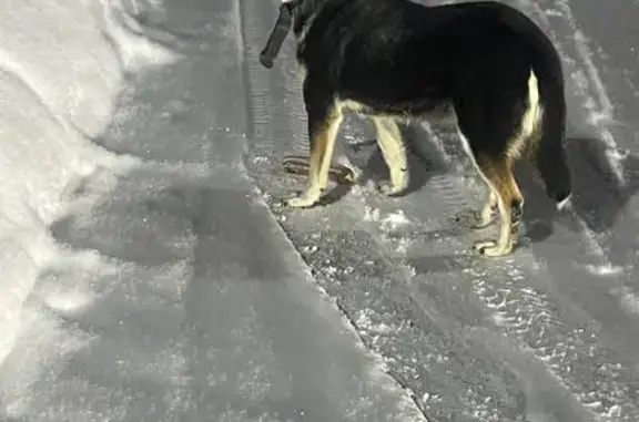 Найдена собака, Павловское, фото: Собака найдена в Павловском, Ленобласть