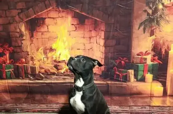 Найдена собака, Тула, фото: Найдена собака, ул. Сурикова, Тула