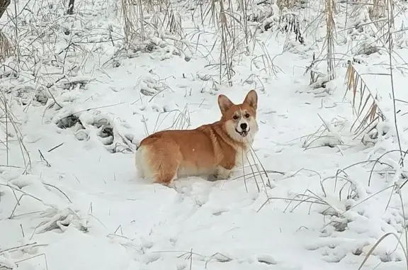 Пропала собака на ул. Калинина, Гулькевичи - photo