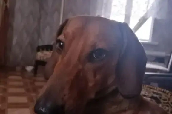 Пропала собака, Троицкое - photo