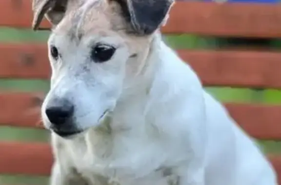 Пропала собака на Коммунарском, 16, Бийск - photo