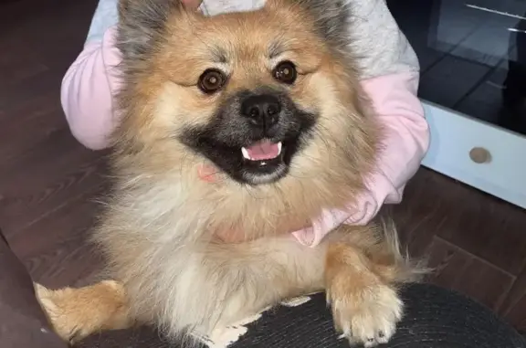 Пропала собака, Каменск-Уральский - photo