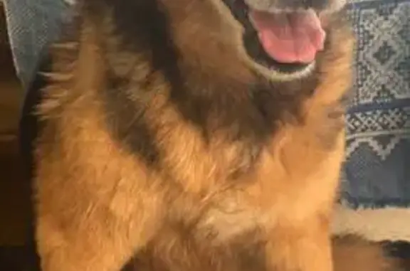 Найдена собака, Иваново, фото: Собака найдена: Рыбинская ул, 80, Иваново