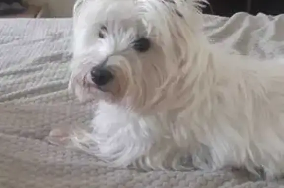 Пропала собака, Орехово-Зуево - photo