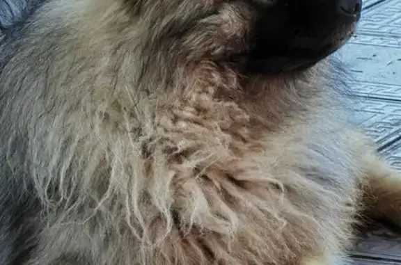 Пропала собака, Ягодное - photo