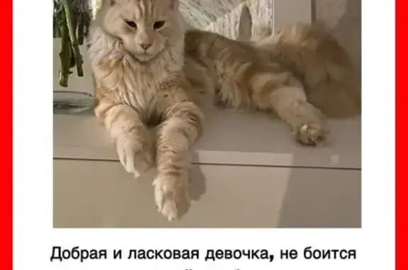 Пропала кошка, Заозерье, Калининградская обл. - photo