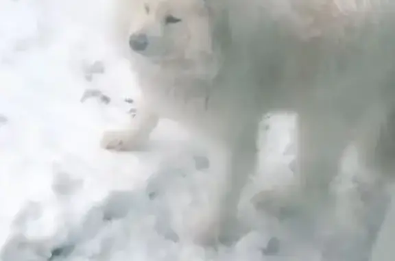 Пропала собака, район Петина-Гагарина - photo