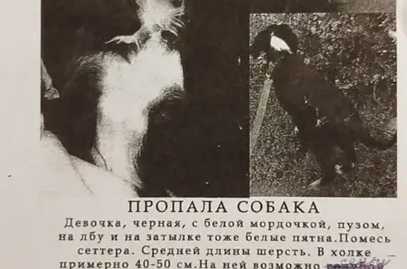 Пропала собака, Ростов-на-Дону - photo