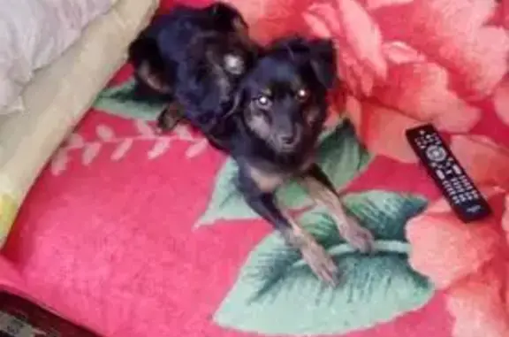 Пропала собака, ул. Новаторов, 15 - photo