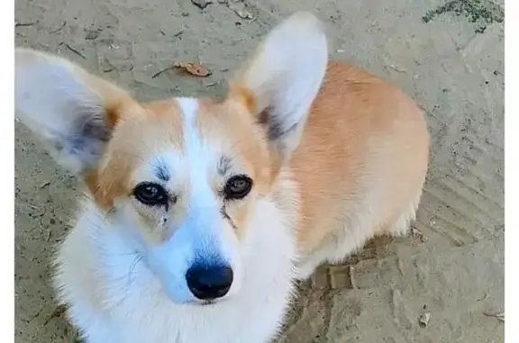 Найдена собака, Тамбов, фото: Найдена собака, Тамбов