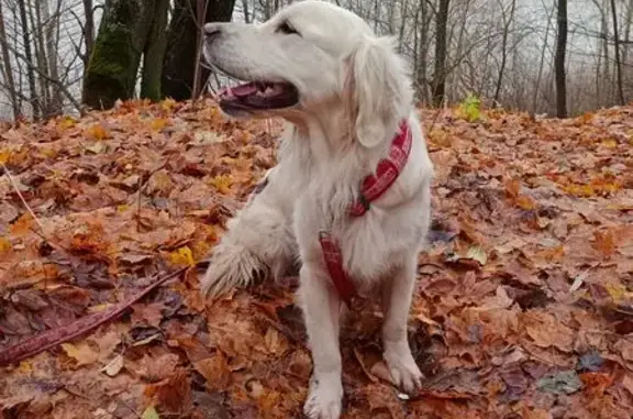 Пропала собака, Великий Враг - photo