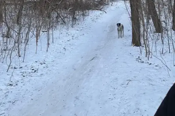 Найдена собака, Ростов-на-Дону, фото: Собака в парке авиаторов, Ростов-на-Дону
