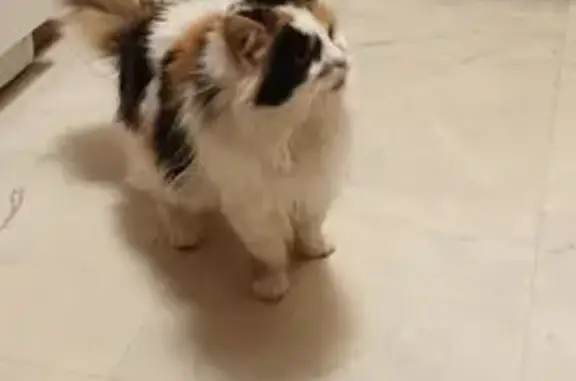 Найдена кошка, Новочебоксарск, фото: Кошка на дереве, б-р Гидростроителей, 18А