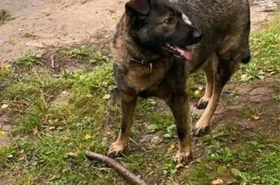 Пропала собака, Солнечногорск - photo