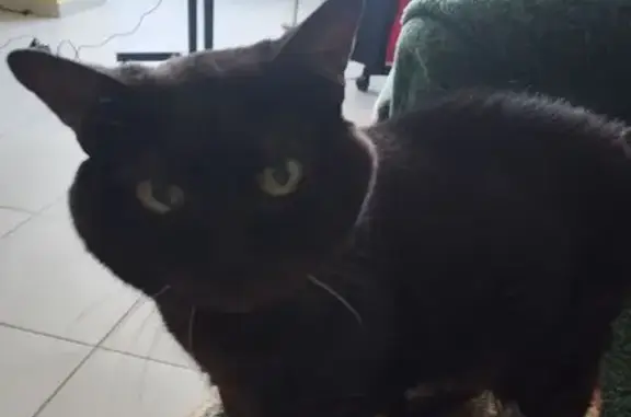 Найдена кошка, Йошкар-Ола, фото: Чёрная кошка найдена на ул. Димитрова