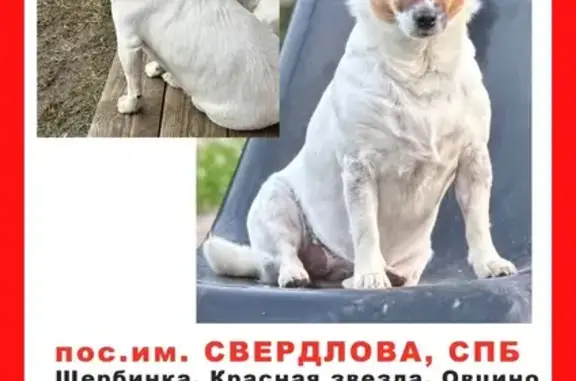 Пропала собака, имени Свердлова - photo