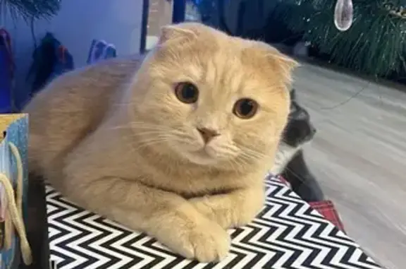 Кошки потеряшки, Ханты-Мансийск, фото: Потеряшка кошка Тима, ул. Сагандуковой, 10-1