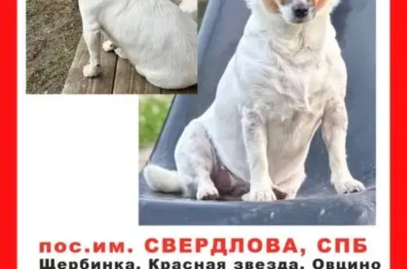 Пропала собака, имени Свердлова - photo