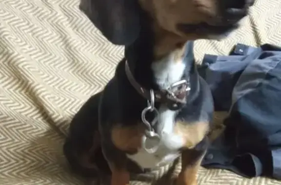 Найдена собака, Волгоград, фото: Такса найдена на Мамаевом кургане 18К-2