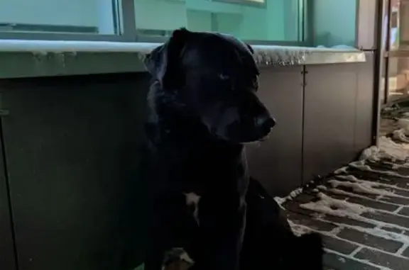 Найдена собака, Серпухов, фото: Найдена собака, ул. Ворошилова, Серпухов