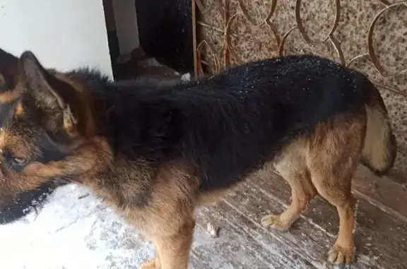 Найдена собака, Нижний Новгород, фото: Найдена собака в Нижнем Новгороде