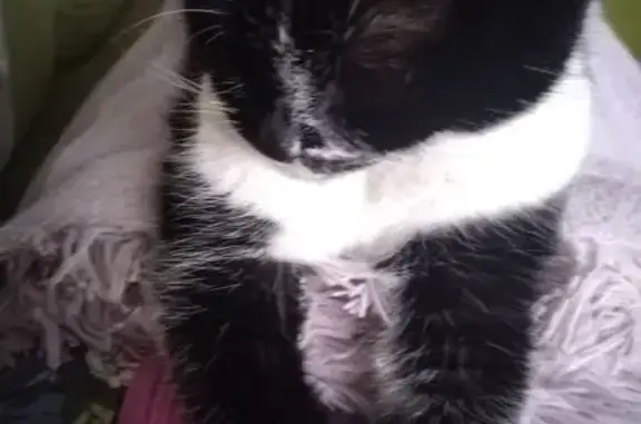 Пропала кошка Матильда, Белгород, ул. 8 Марта - photo