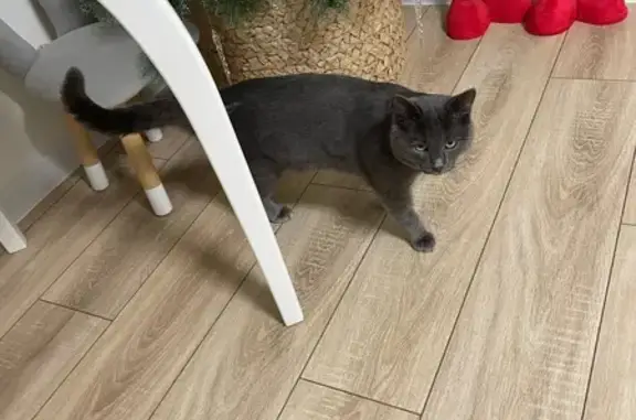 Найдена кошка, Челябинск, фото: Найдена кошка, Челябинск