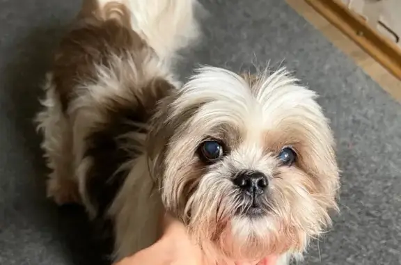 Найдена собака, Воронеж, фото: Ши-тцу найден: пер. Серафимовича, Воронеж