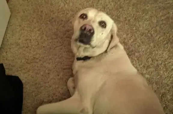 Найдена собака, Грановщина, фото: Собака найдена в Хомутово, Иркутская обл.