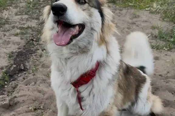 Пропала собака, Самара - photo