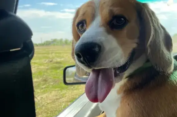 Пропала собака, ул. Близниной, 14, Арх. - photo