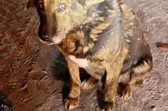 Найдена собака, Новосибирск, фото: Собака найдена на Первомайской, Новосибирск