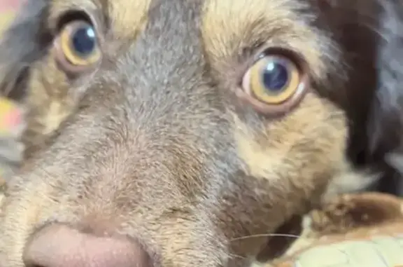 Пропала собака, ул. Грамши, Новошахтинск - photo