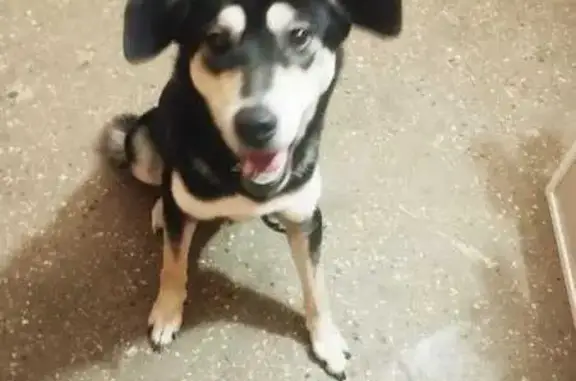 Найдена собака, Ногинск, фото: Собака найдена, Комсомольская 78, Ногинск