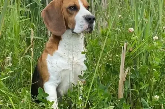 Пропала собака, ЛМС - photo