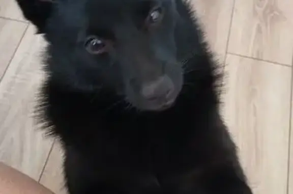 Пропала собака, Шумейка - photo