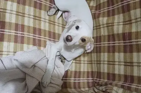 Пропала собака, Омск - photo