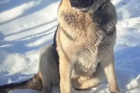 Пропала собака, Парголово - photo